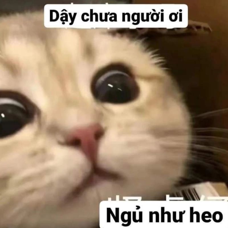 Vai trò của meme trong giao tiếp online: Ngôn ngữ mới của thế hệ 5 vai tro cua meme trong giao tiep online 4
