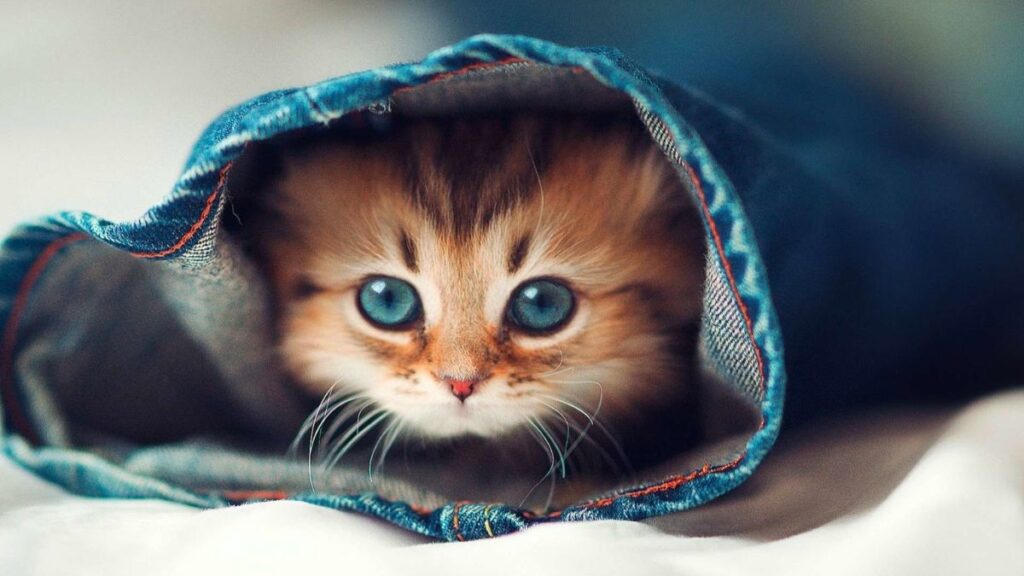 avatar ảnh mèo cute cho máy tính