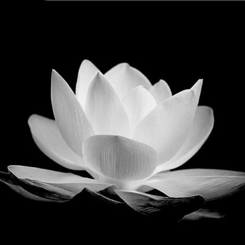 99+ Avatar hoa sen trắng đám tang ý nghĩa, trang nhã, thành kính 2 avatar hoa sen trắng đám tang