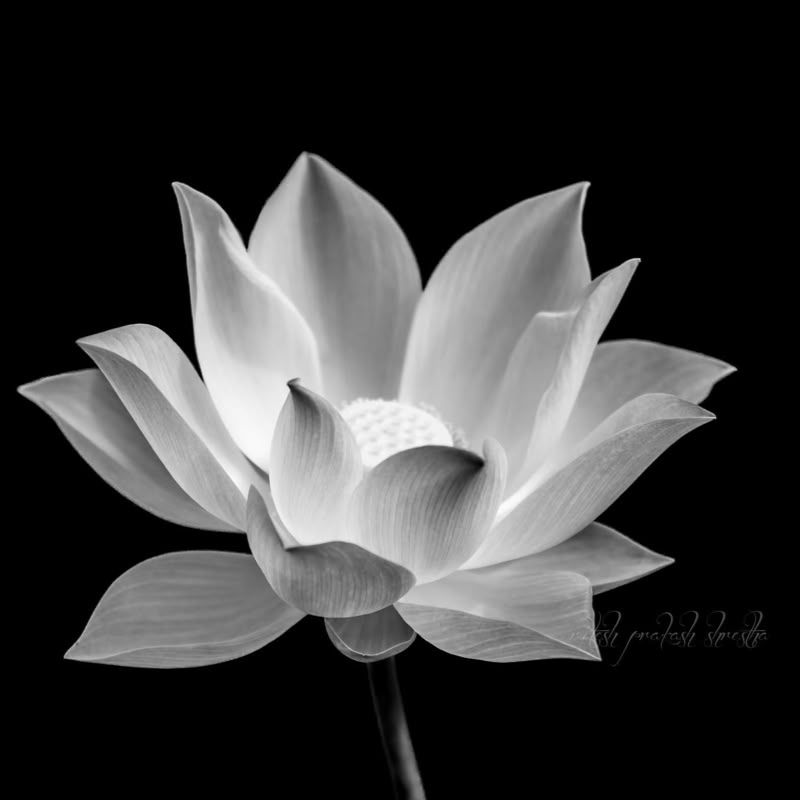 99+ Avatar hoa sen trắng đám tang ý nghĩa, trang nhã, thành kính 11 avatar hoa sen trắng đám tang