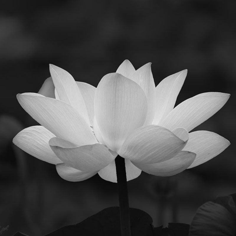 99+ Avatar hoa sen trắng đám tang ý nghĩa, trang nhã, thành kính 12 avatar hoa sen trắng đám tang