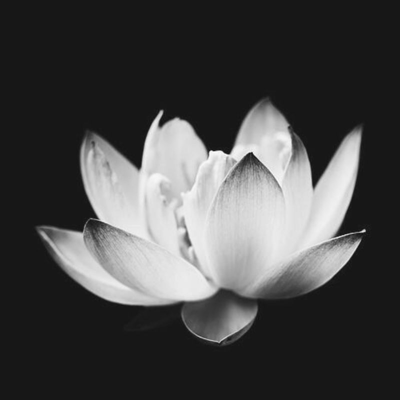 99+ Avatar hoa sen trắng đám tang ý nghĩa, trang nhã, thành kính 13 avatar hoa sen trắng đám tang