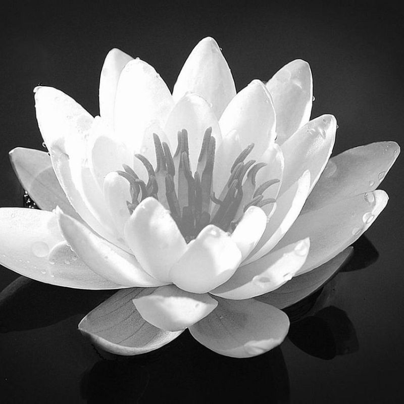 99+ Avatar hoa sen trắng đám tang ý nghĩa, trang nhã, thành kính 14 avatar hoa sen trắng đám tang