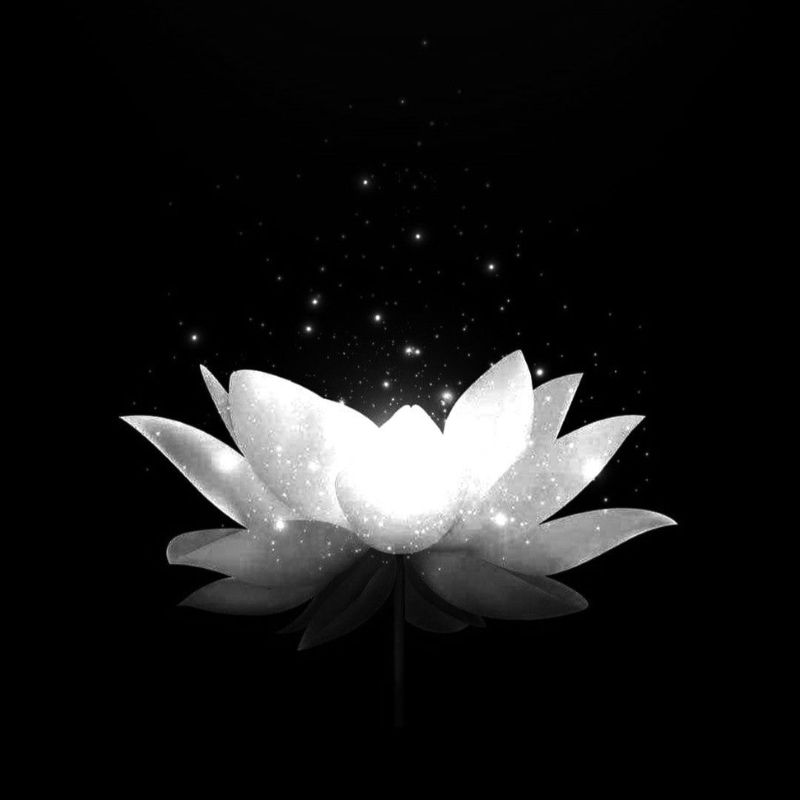 99+ Avatar hoa sen trắng đám tang ý nghĩa, trang nhã, thành kính 16 avatar hoa sen trắng đám tang