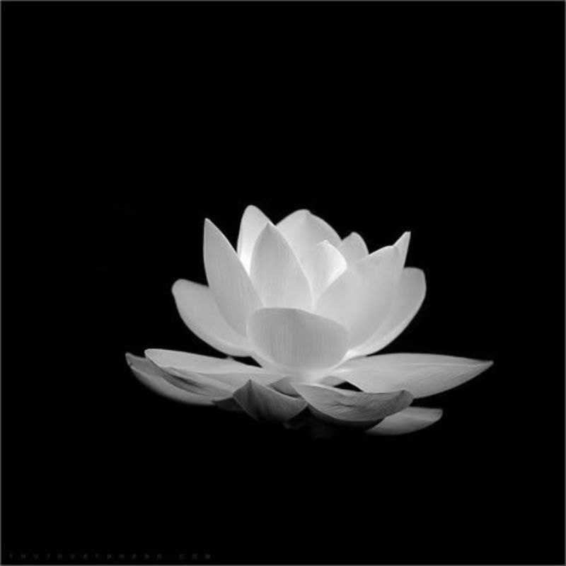 99+ Avatar hoa sen trắng đám tang ý nghĩa, trang nhã, thành kính 3 avatar hoa sen trắng đám tang