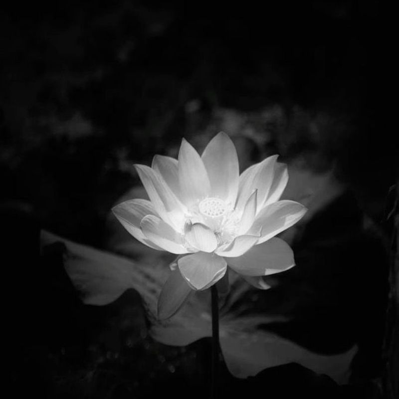 99+ Avatar hoa sen trắng đám tang ý nghĩa, trang nhã, thành kính 17 avatar hoa sen trắng đám tang