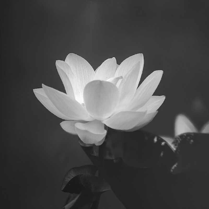 99+ Avatar hoa sen trắng đám tang ý nghĩa, trang nhã, thành kính 19 avatar hoa sen trắng đám tang