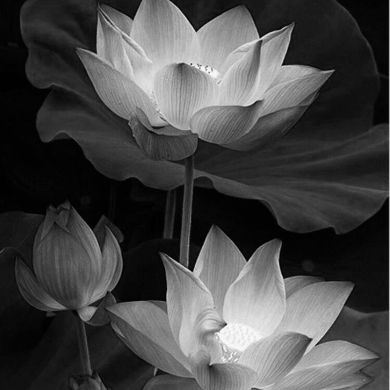 99+ Avatar hoa sen trắng đám tang ý nghĩa, trang nhã, thành kính 21 avatar hoa sen trang dam tang 24