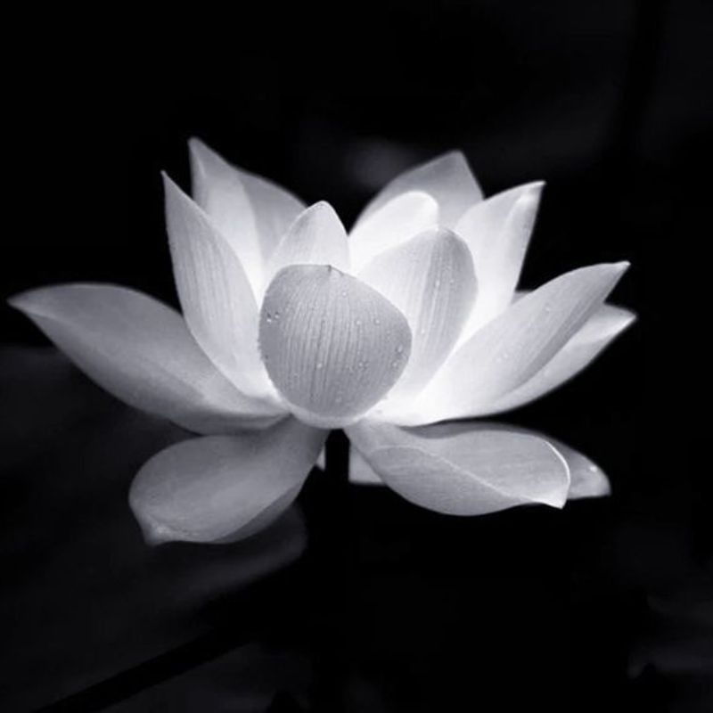 99+ Avatar hoa sen trắng đám tang ý nghĩa, trang nhã, thành kính 4 avatar hoa sen trắng đám tang