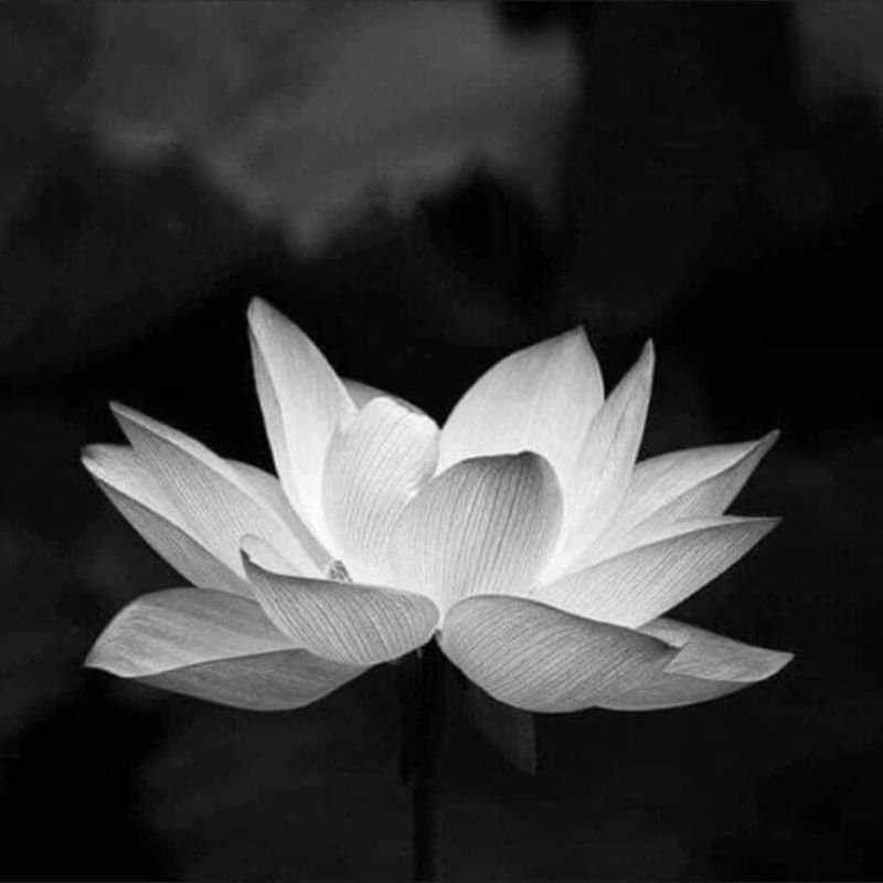 99+ Avatar hoa sen trắng đám tang ý nghĩa, trang nhã, thành kính 5 avatar hoa sen trắng đám tang