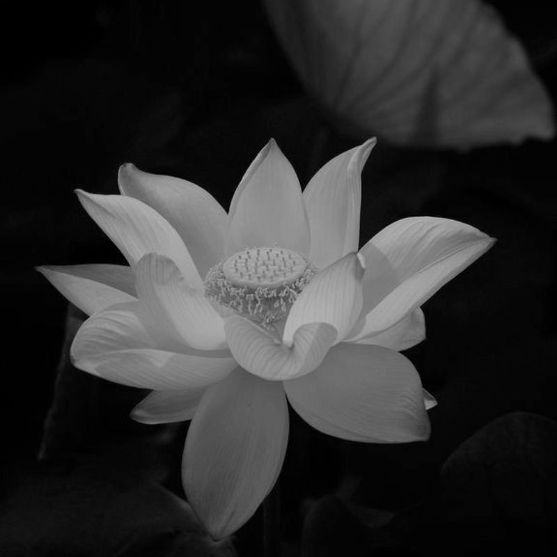 99+ Avatar hoa sen trắng đám tang ý nghĩa, trang nhã, thành kính 8 avatar hoa sen trắng đám tang