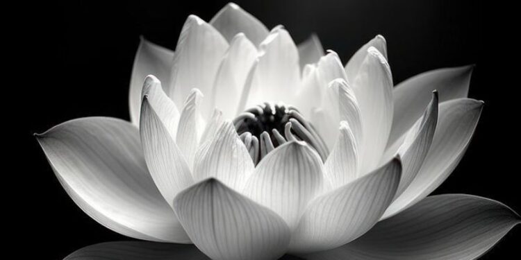 Avatar hoa sen trắng đám tang