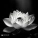 Avatar hoa sen trắng đám tang