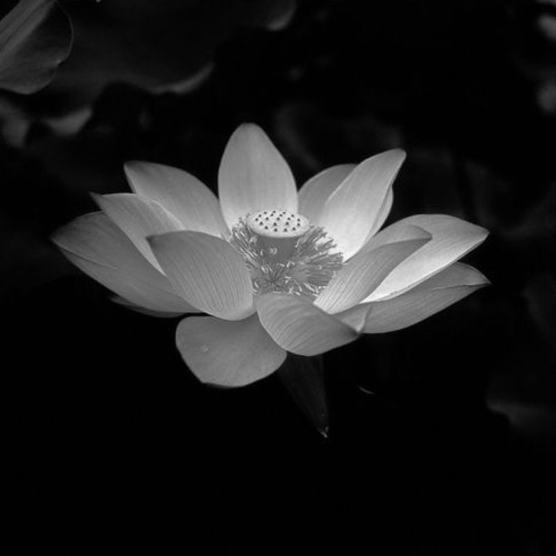 99+ Avatar hoa sen trắng đám tang ý nghĩa, trang nhã, thành kính 9 avatar hoa sen trắng đám tang