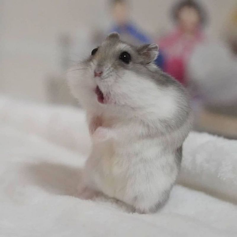 169+ Hamster Meme ngộ nghĩnh, đáng yêu và siêu hài hước 7 hamster meme cười té ghế
