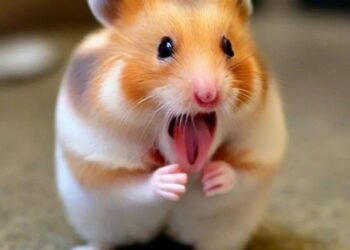 Tải ngay 169+ hamster meme ngộ nghĩnh, đáng yêu và siêu hài hước