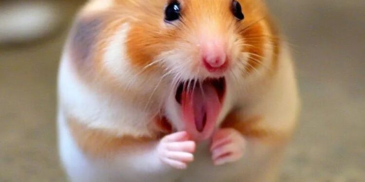 169+ Hamster Meme ngộ nghĩnh, đáng yêu và siêu hài hước 1 Tải ngay 169+ hamster meme ngộ nghĩnh, đáng yêu và siêu hài hước