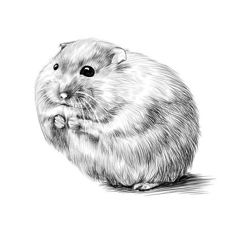 169+ Hamster Meme ngộ nghĩnh, đáng yêu và siêu hài hước 20 ảnh hamster meme drawing hài hước