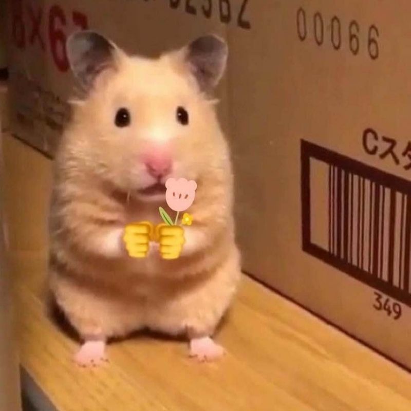 169+ Hamster Meme ngộ nghĩnh, đáng yêu và siêu hài hước 2 hamster meme buồn cười