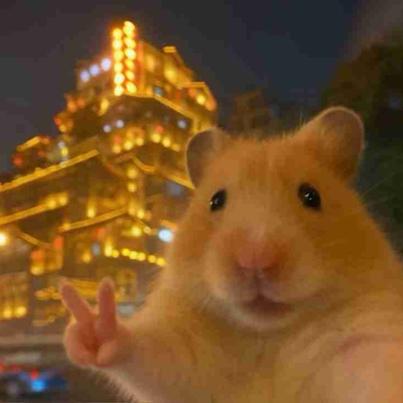 169+ Hamster Meme ngộ nghĩnh, đáng yêu và siêu hài hước 3 hamster meme lầy lội