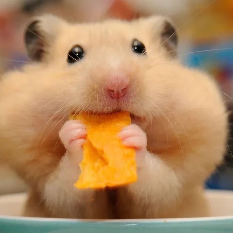 169+ Hamster Meme ngộ nghĩnh, đáng yêu và siêu hài hước 32 hamster meme đủ biểu cảm siêu hài