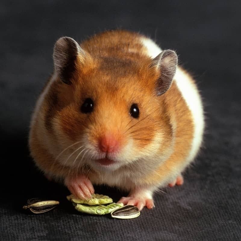 169+ Hamster Meme ngộ nghĩnh, đáng yêu và siêu hài hước 34 hamster meme đầy biểu cảm