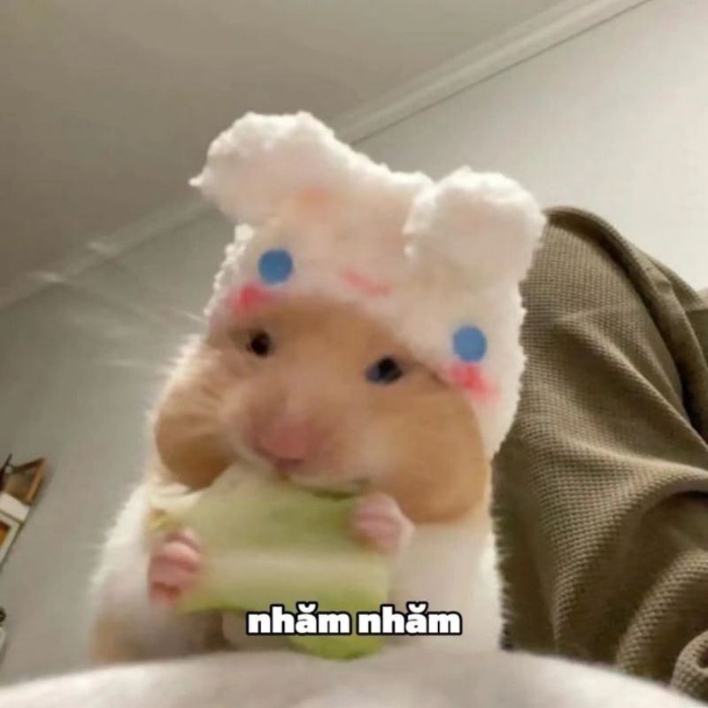 169+ Hamster Meme ngộ nghĩnh, đáng yêu và siêu hài hước 36 hamster meme đa sắc thái