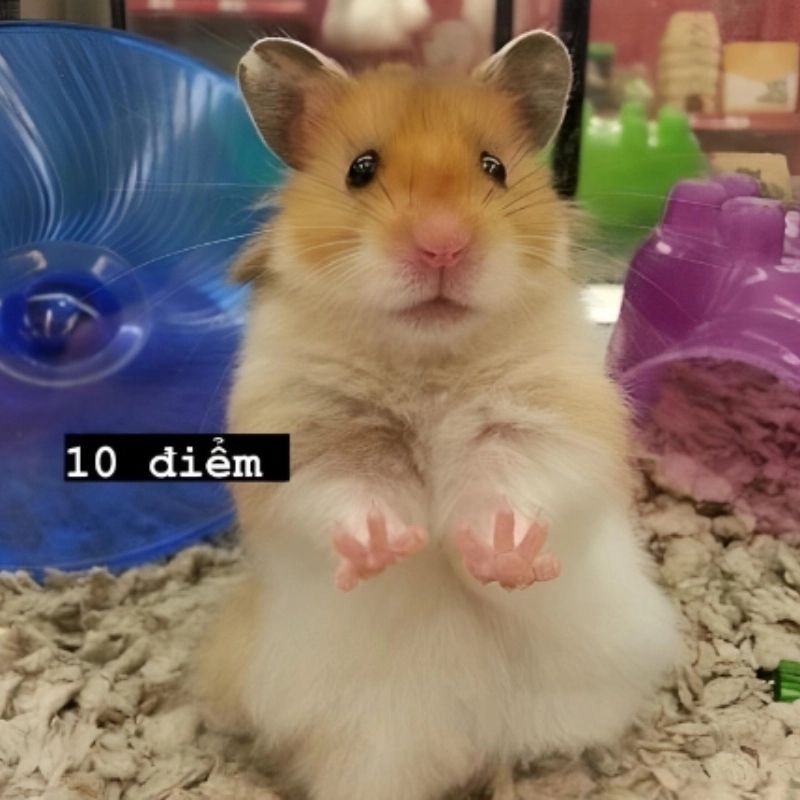 169+ Hamster Meme ngộ nghĩnh, đáng yêu và siêu hài hước 37 hamster meme mọi biểu cảm