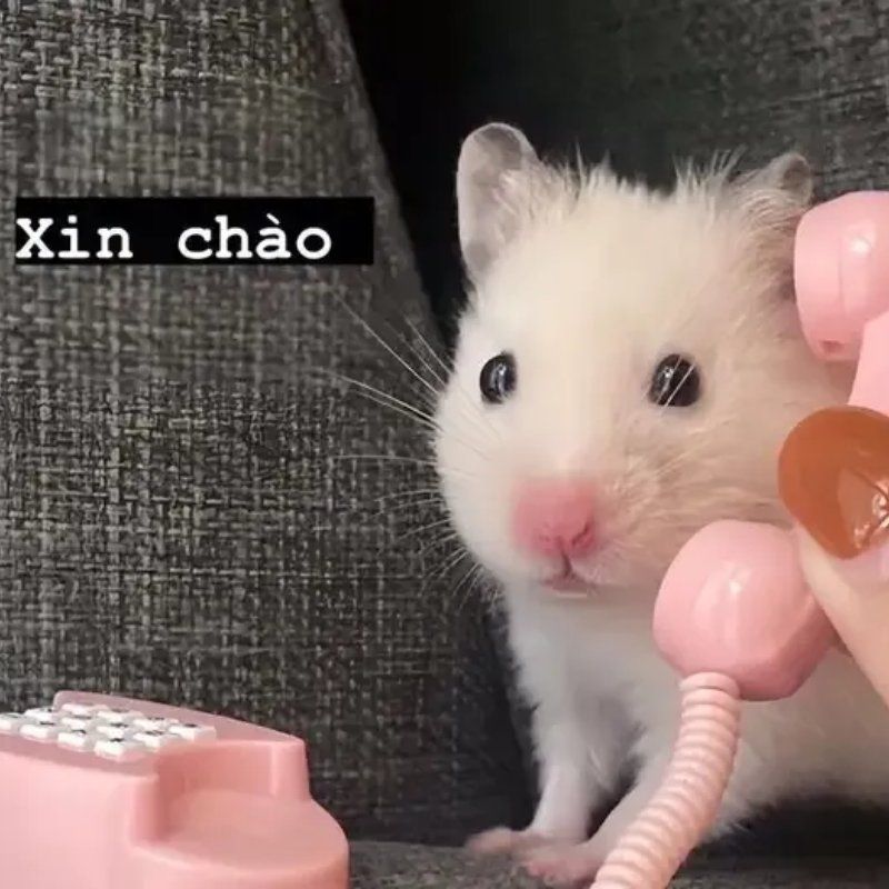 169+ Hamster Meme ngộ nghĩnh, đáng yêu và siêu hài hước 38 hamster meme mặt đơ siêu hài