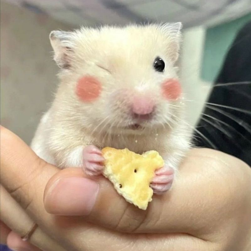 169+ Hamster Meme ngộ nghĩnh, đáng yêu và siêu hài hước 39 meme hamster mặt đơ hài