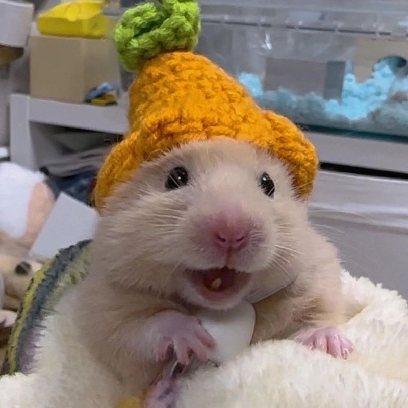 169+ Hamster Meme ngộ nghĩnh, đáng yêu và siêu hài hước 40 hamster meme mặt đơ siêu ngố