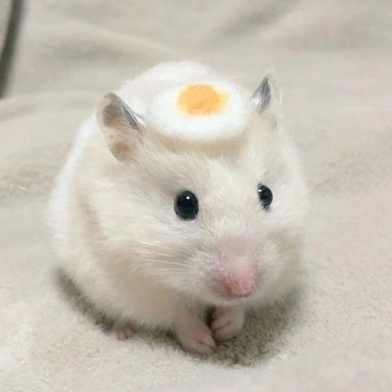 169+ Hamster Meme ngộ nghĩnh, đáng yêu và siêu hài hước 4 hamster meme siêu hài hước