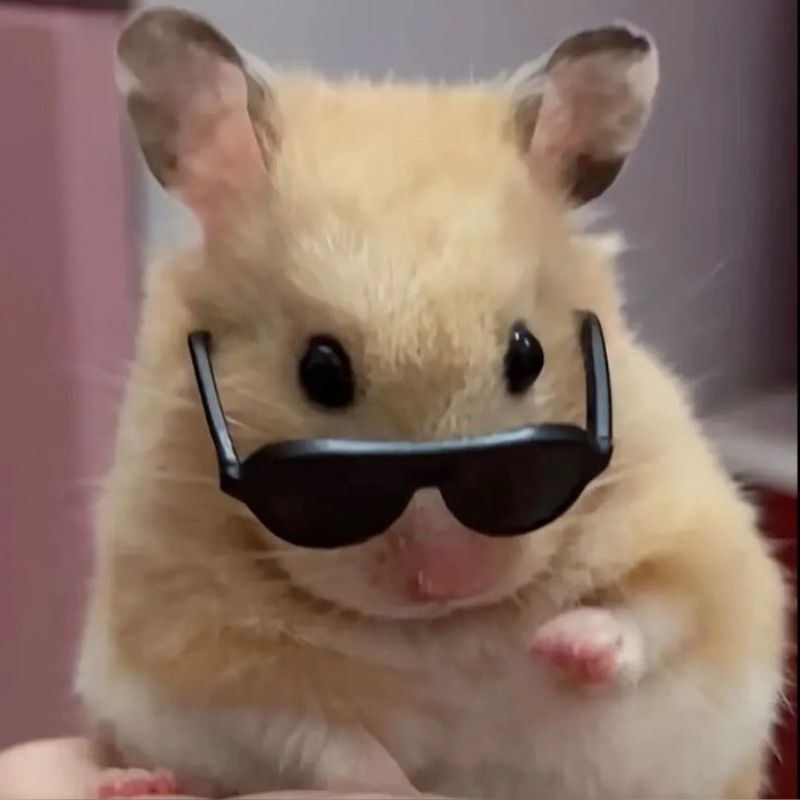 169+ Hamster Meme ngộ nghĩnh, đáng yêu và siêu hài hước 42 hamster mặt đơ cực “vô tri”