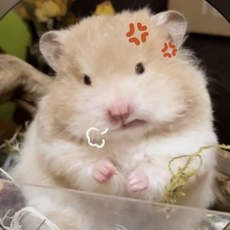 169+ Hamster Meme ngộ nghĩnh, đáng yêu và siêu hài hước 44 meme hamster vô tri cute
