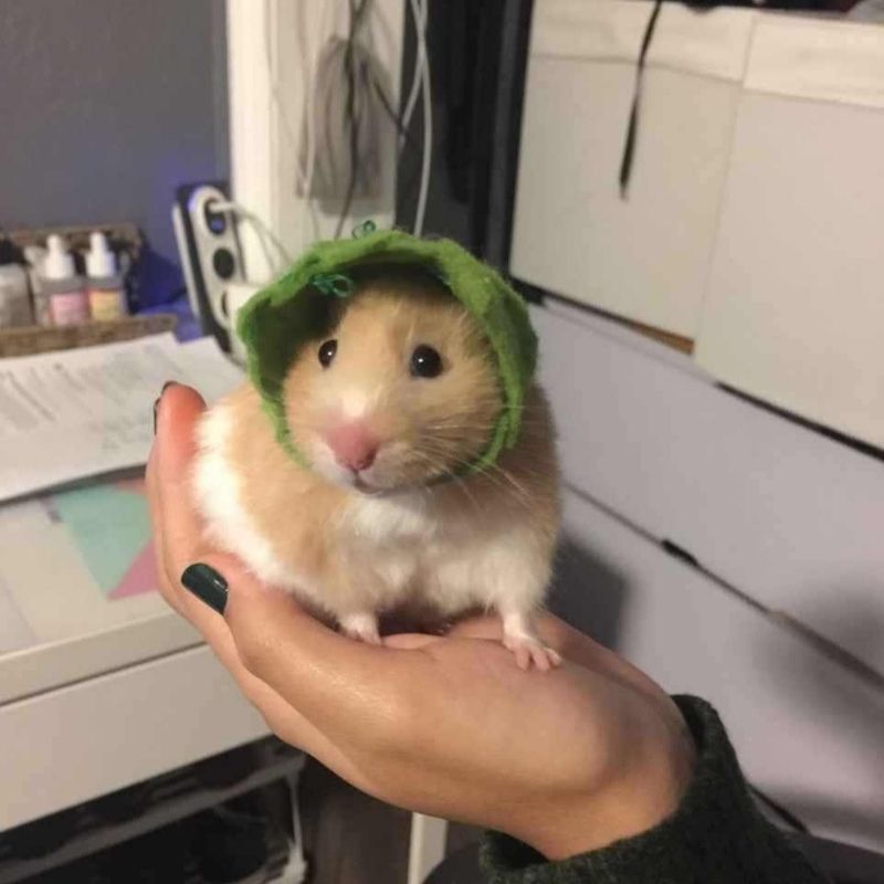 169+ Hamster Meme ngộ nghĩnh, đáng yêu và siêu hài hước 45 hamster meme vô tri cực lầy