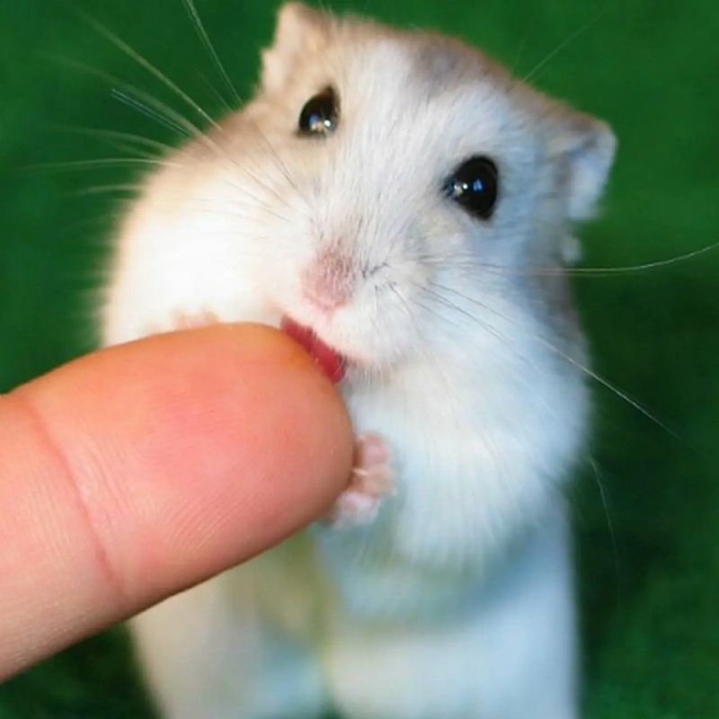 169+ Hamster Meme ngộ nghĩnh, đáng yêu và siêu hài hước 46 hamster meme vô tri siêu hài
