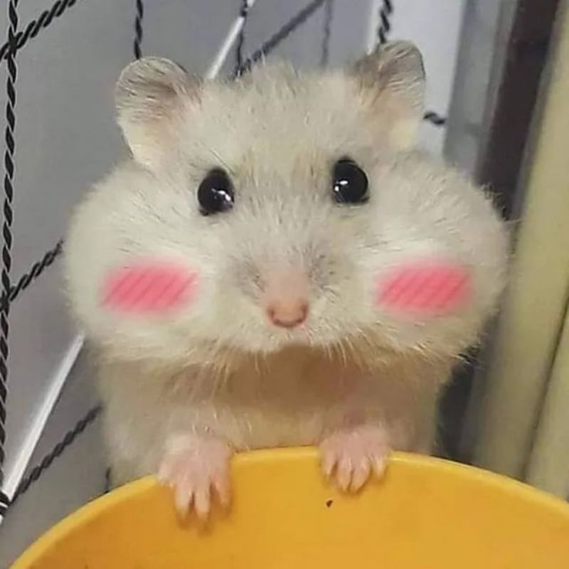 169+ Hamster Meme ngộ nghĩnh, đáng yêu và siêu hài hước 47 meme hamster vô tri đáng yêu