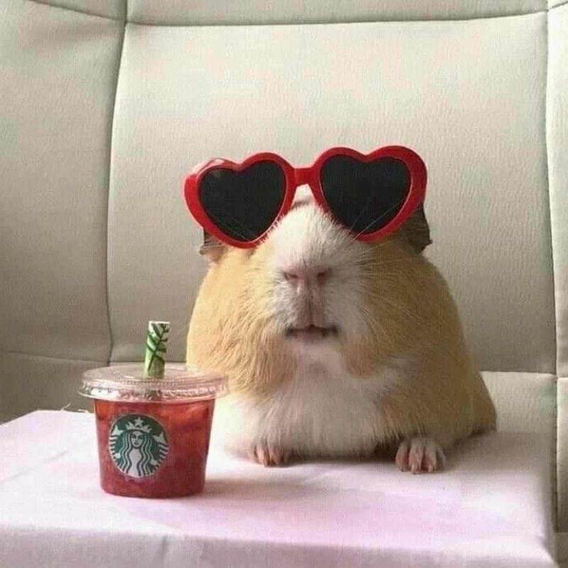 169+ Hamster Meme ngộ nghĩnh, đáng yêu và siêu hài hước 48 hamster meme vô tri siêu xinh