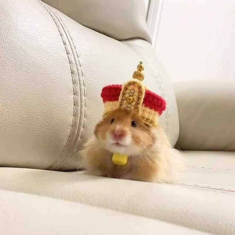169+ Hamster Meme ngộ nghĩnh, đáng yêu và siêu hài hước 49 meme hamster vô tri ngộ nghĩnh