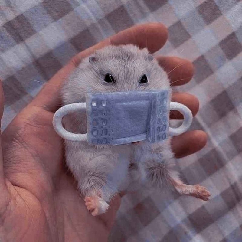 169+ Hamster Meme ngộ nghĩnh, đáng yêu và siêu hài hước 50 Hamster meme Say Hi gây bão