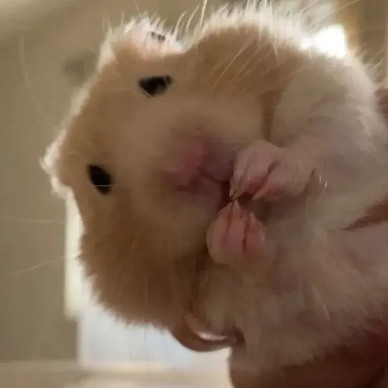 169+ Hamster Meme ngộ nghĩnh, đáng yêu và siêu hài hước 51 hamster meme say hi bá đạo