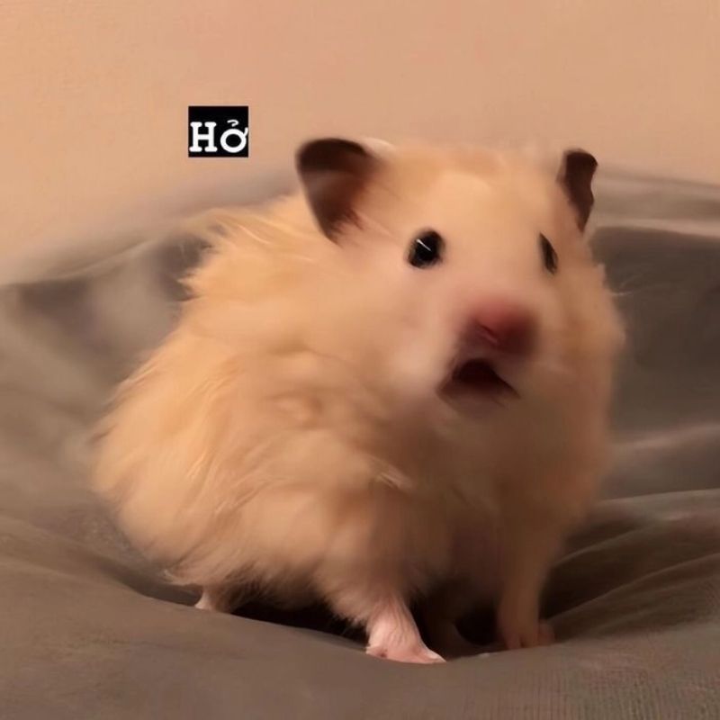 169+ Hamster Meme ngộ nghĩnh, đáng yêu và siêu hài hước 52 hamster meme say hi siêu hài