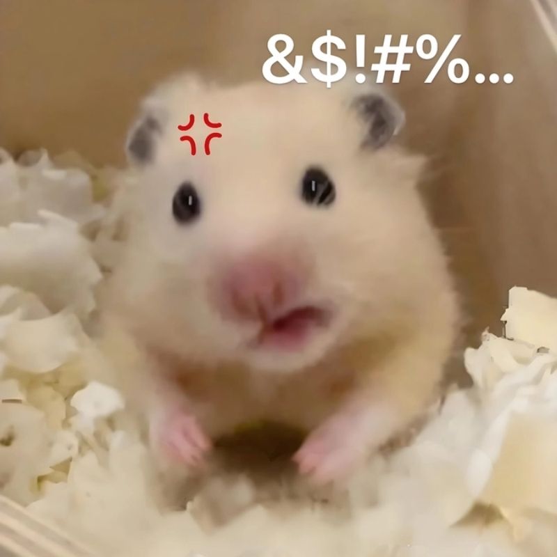 169+ Hamster Meme ngộ nghĩnh, đáng yêu và siêu hài hước 53 meme hamster say hi gây bão
