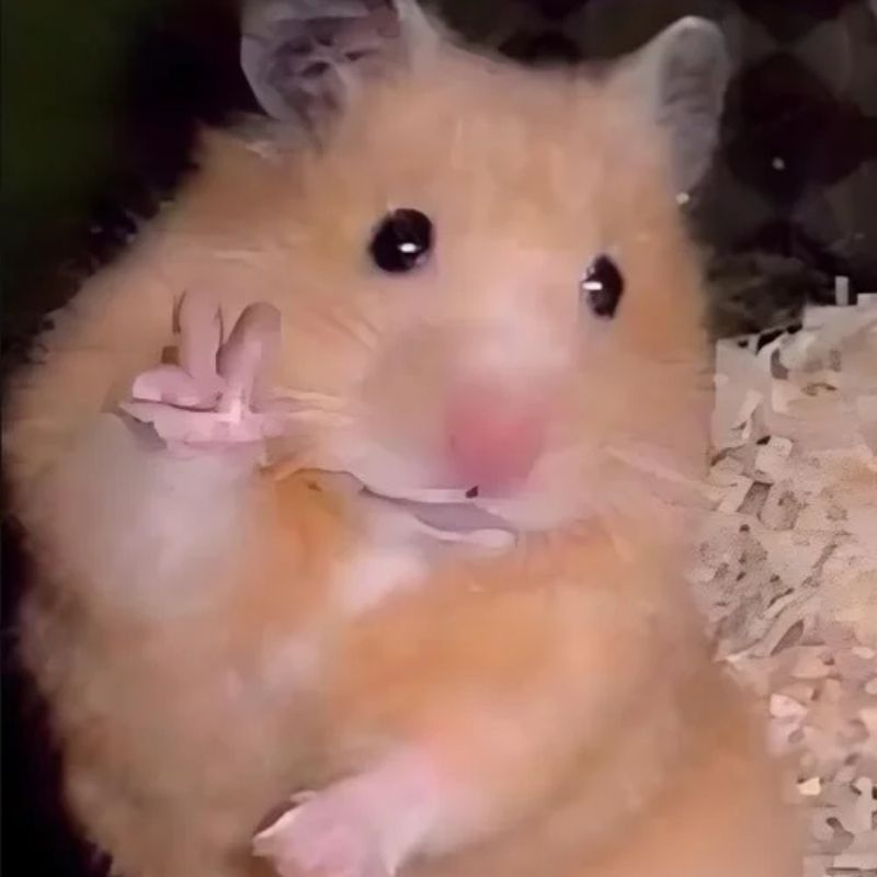 169+ Hamster Meme ngộ nghĩnh, đáng yêu và siêu hài hước 54 meme hamster say hi đang hot
