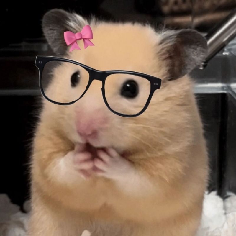 169+ Hamster Meme ngộ nghĩnh, đáng yêu và siêu hài hước 55 hamster meme Say Hi đáng yêu