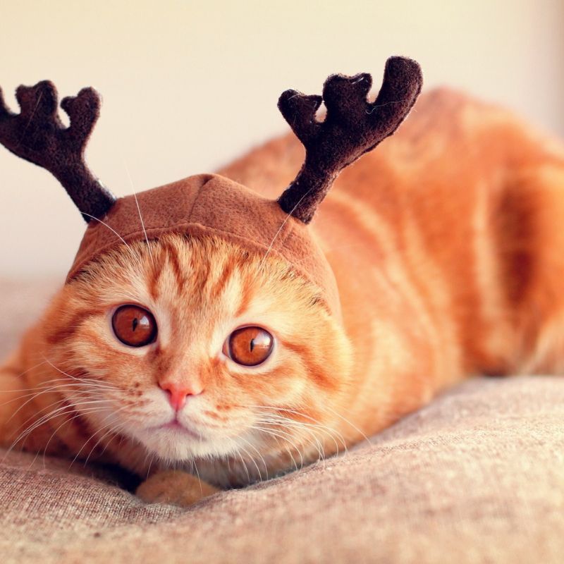 99+ mẫu hình nền Giáng Sinh lung linh, đáng yêu cho mùa lễ hội 19 hình nền giáng sinh