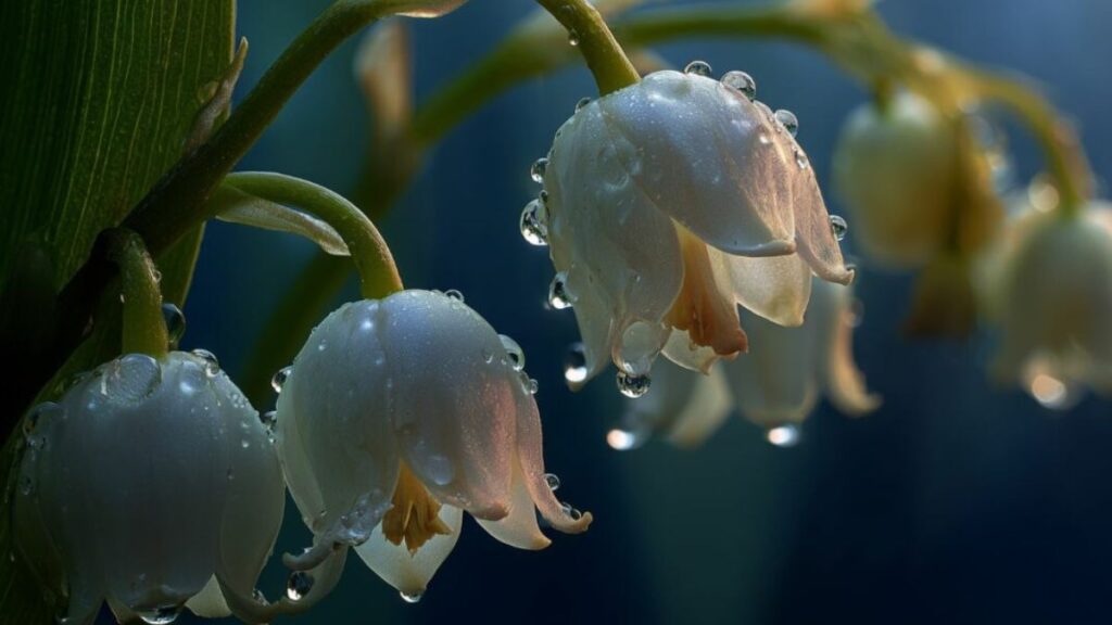 Top 666+ hình nền hoa đẹp, sắc nét Full HD cho điện thoại và PC 107 hình nền hoa đẹp cho máy tính