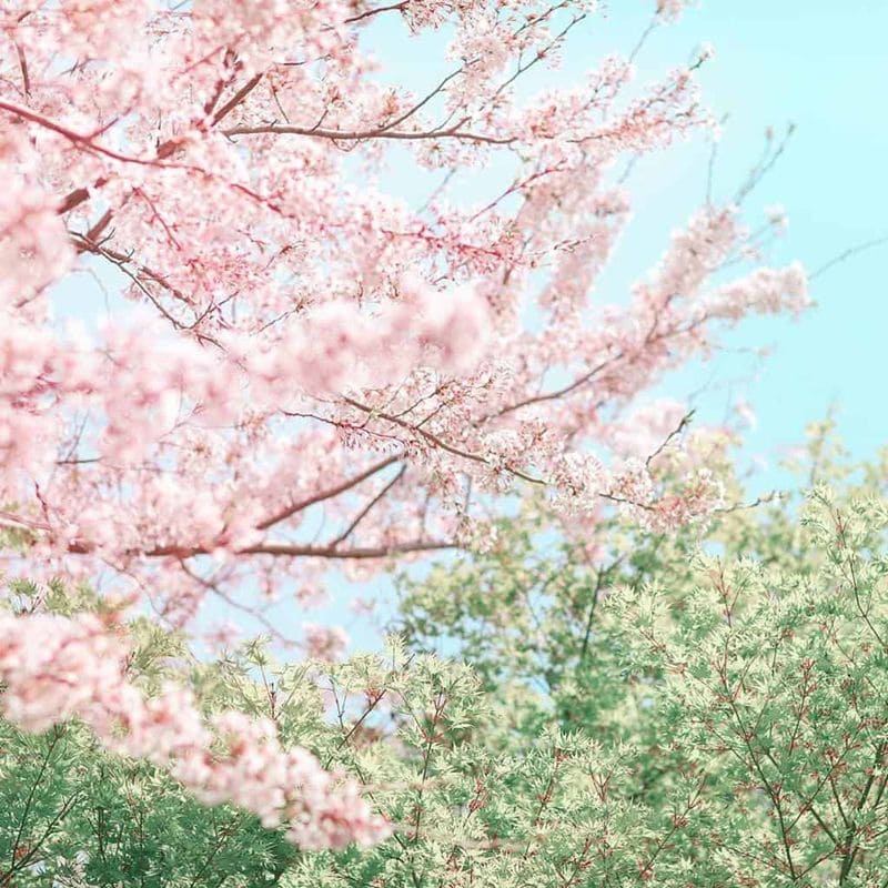 Top 666+ hình nền hoa đẹp, sắc nét Full HD cho điện thoại và PC 7 hình nền hoa đẹp cho iphone