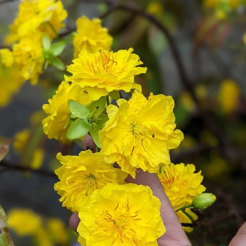 Top 666+ hình nền hoa đẹp, sắc nét Full HD cho điện thoại và PC 10 ảnh nền hoa đẹp cho android