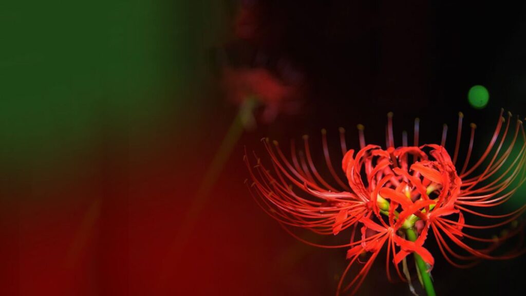 Top 666+ hình nền hoa đẹp, sắc nét Full HD cho điện thoại và PC 97 hình nền hoa bỉ ngạn đẹp cho PC